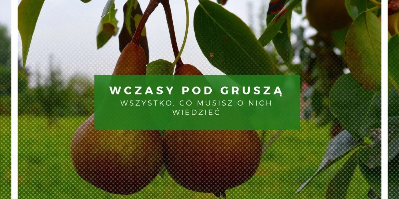 Gruszki dojrzewają, a ty zastanawiasz się, ile wynoszą wczasy pod gruszą. Dowiedz się wszystkiego o nich!