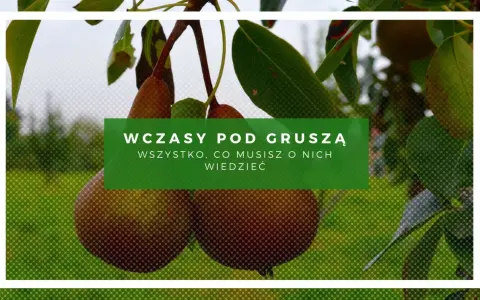 Gruszki dojrzewają, a ty zastanawiasz się, ile wynoszą wczasy pod gruszą. Dowiedz się wszystkiego o nich!