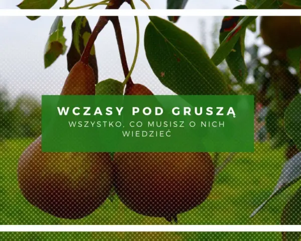 Gruszki dojrzewają, a ty zastanawiasz się, ile wynoszą wczasy pod gruszą. Dowiedz się wszystkiego o nich!