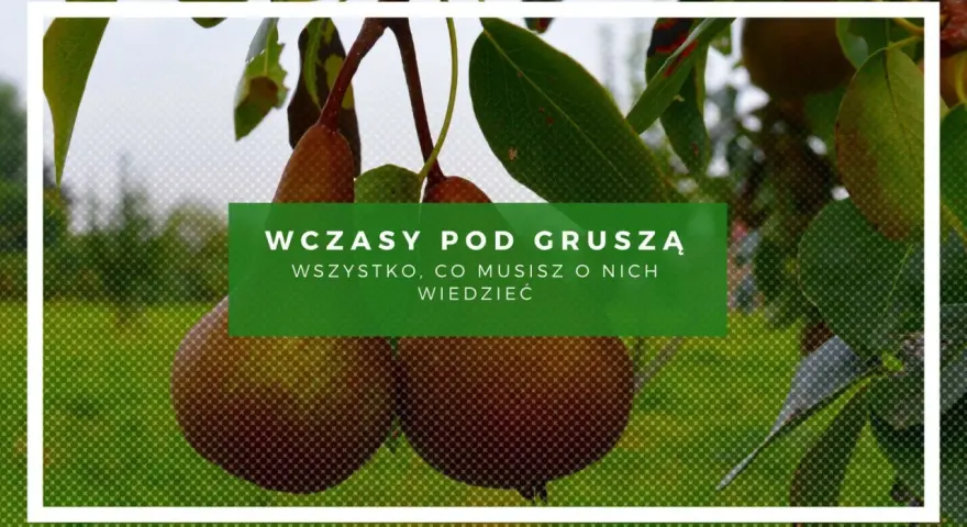 Gruszki dojrzewają, a ty zastanawiasz się, ile wynoszą wczasy pod gruszą. Dowiedz się wszystkiego o nich!